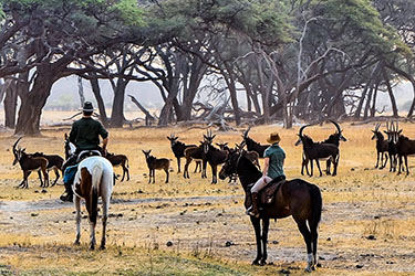 Safari cheval zimbabwe