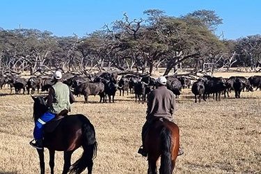 Safari cheval zimbabwe