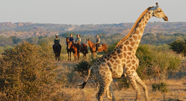 Voyage à cheval - Safari à cheval Afrique du Sud / Botswana - Combiné African Explorer