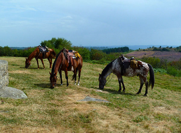 Voyage à cheval - Escapade à cheval et découverte de l\'équitation western